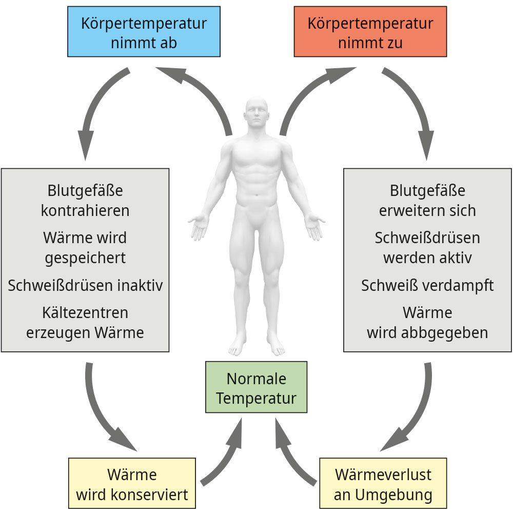 Wärmekreislauf des Menschen