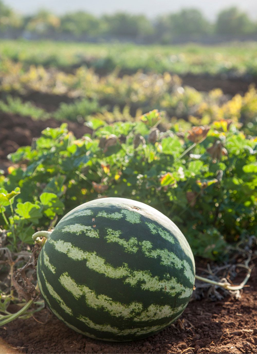 Eine reife Wassermelone